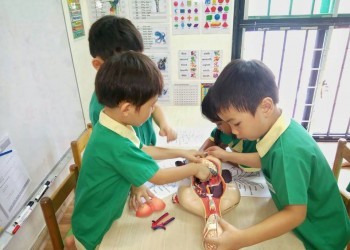 Cambridge@Sengkang-human-body-02