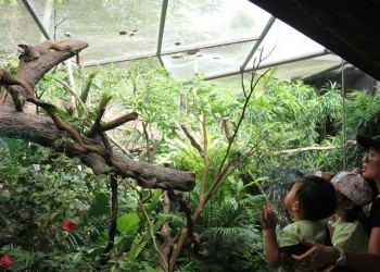 Cambridge@SerangoonGardens-riversafari-19