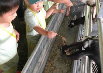serangoon-gardens-farm-10