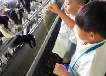 kingsford-waterbay-dairies-farm-2019-04