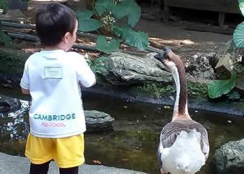 robertson-animal-resort-2019-19