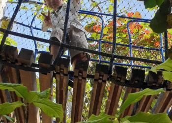 cambridge-macpherson-gardens-by-bay-2019-10