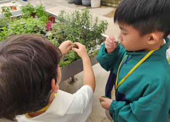 serangoon-farm-agriculture-03