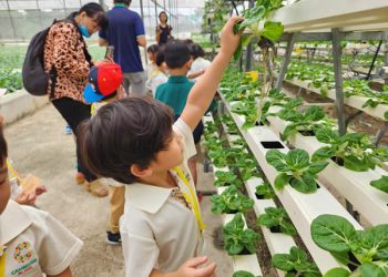 serangoon-farm-agriculture-04