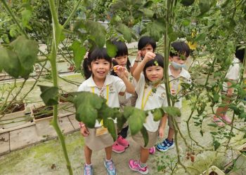 serangoon-farm-agriculture-07