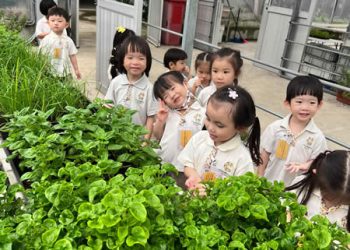serangoon-farm-agriculture-22