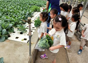 serangoon-farm-agriculture-29