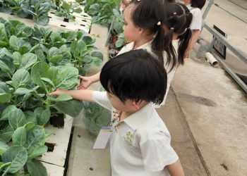 serangoon-farm-agriculture-30