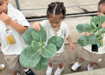 serangoon-farm-agriculture-31