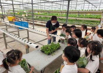 serangoon-farm-agriculture-34