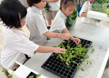 serangoon-farm-agriculture-35